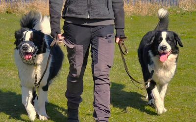 An lockerer Leine durch den Alltag